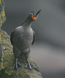 Crested Auklet