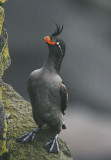 Crested Auklet