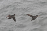 Crested Auklet