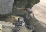 Crested Auklet