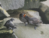 Crested Auklet