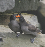 Crested Auklet