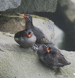 Crested Auklet