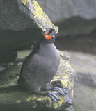 Crested Auklet