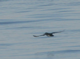 Black-vented Shearwater