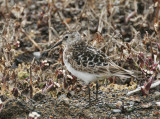 Bairds Sandpiper