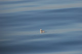 Red-necked Phalarope