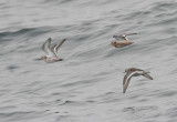 Red Phalarope