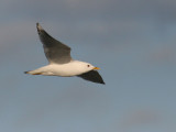 Short-billed Gull