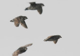 Least Auklet