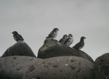 Least Auklet