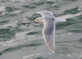 Glaucous-winged Gull