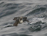 Cassins Auklet