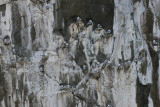 Black-legged Kittiwake