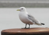 Black-legged Kittiwake