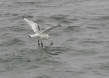 Black-legged Kittiwake