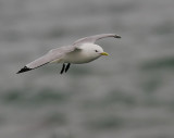 Black-legged Kittiwake