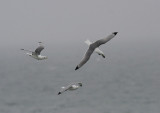 Black-legged Kittiwake