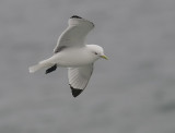 Black-legged Kittiwake