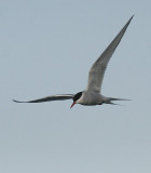 Arctic Tern