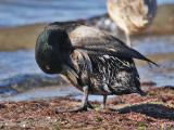 oiled Greater Scaup