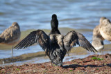 oiled Greater Scaup