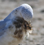 oiled Ring-billed Gull