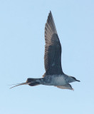 Long-tailed Jaeger