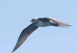 Long-tailed Jaeger