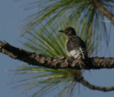 Red-headed Woodpecker