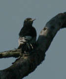 Red-headed Woodpecker