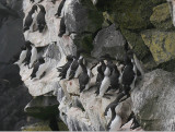 Thick-billed and Common Murres