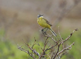 Eastern Yellow Wagtail