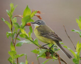 Eastern Yellow Wagtail