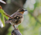 Varied Thrush