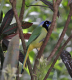 Green Jay (Green) - West Mexico form