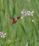 Rufous Hummingbird