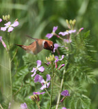 Rufous Hummingbird