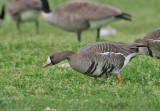 Greater White-fronted Goose