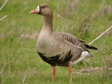 Greater White-fronted Goose