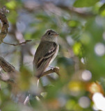 Dusky Flycatcher