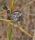 Alameda Song Sparrow