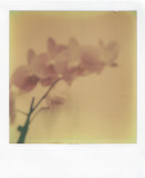 25-05-10 sx-70