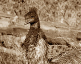 emu