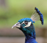 Peacock, Magnolia Park ,Lake Apopka.2008-08-12