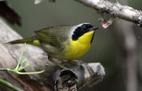Common Yellowthroat