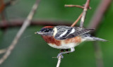  Bay-breasted Warbler