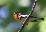 Blackburnian Warbler
