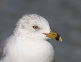 Ring-billed Gull