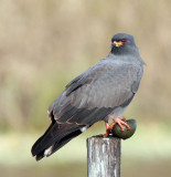 Snail Kite, male